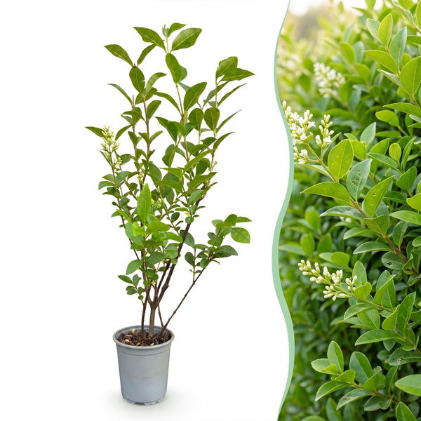 Ovalblättriger Liguster – Ligustrum ovalifolium – Ansicht 3