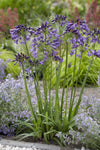 Schmucklilie ‚Poppin Purple' – Agapanthus – Ansicht 6