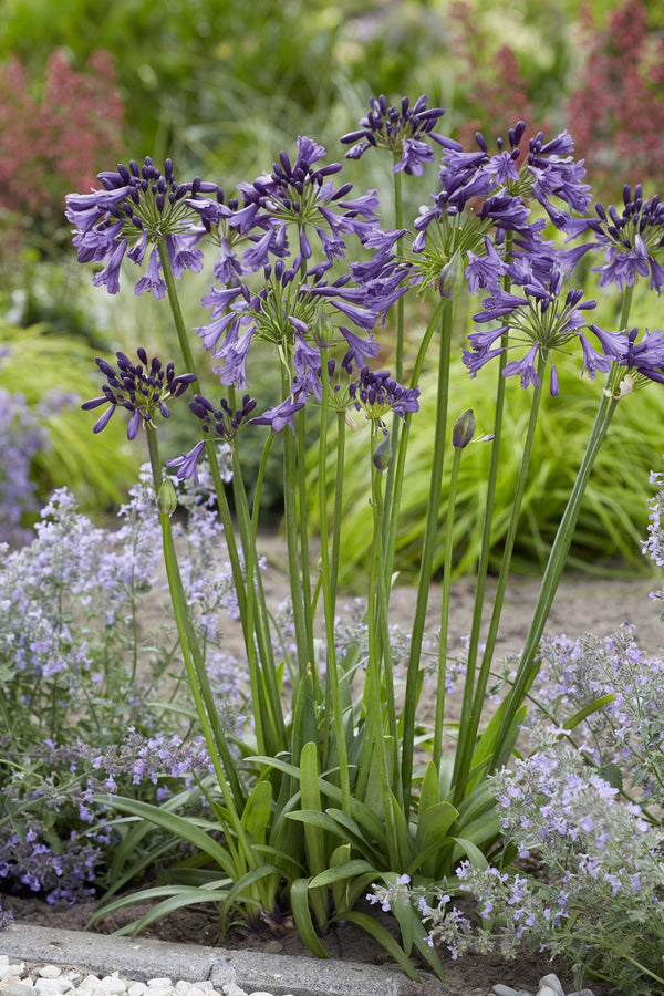 Schmucklilie ‚Poppin Purple' – Agapanthus – Ansicht 6