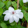 Waldrebe ‚Miss Bateman' – Clematis – Ansicht 4