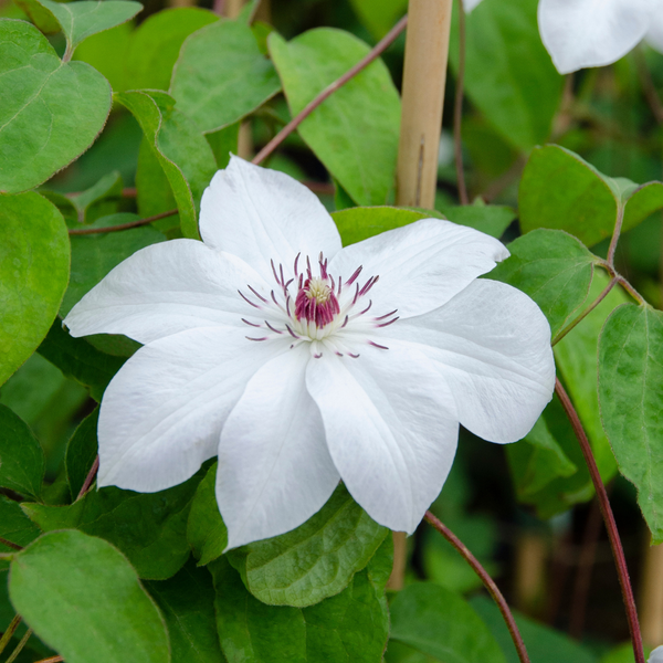 Waldrebe ‚Miss Bateman' – Clematis – Ansicht 4