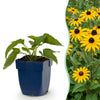 Sonnenhut ‚Goldsturm' – Rudbeckia fulgida – 1 Stück