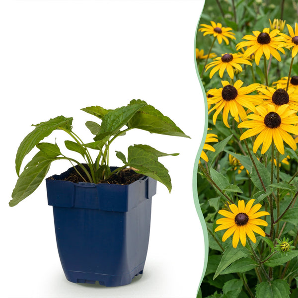 Sonnenhut ‚Goldsturm' – Rudbeckia fulgida – 1 Stück
