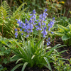 Atlantisches Hasenglöckchen – Hyacinthoides non-scripta – Ansicht 2