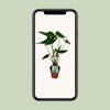 Elefantenohr – Alocasia zebrina – Ansicht 4