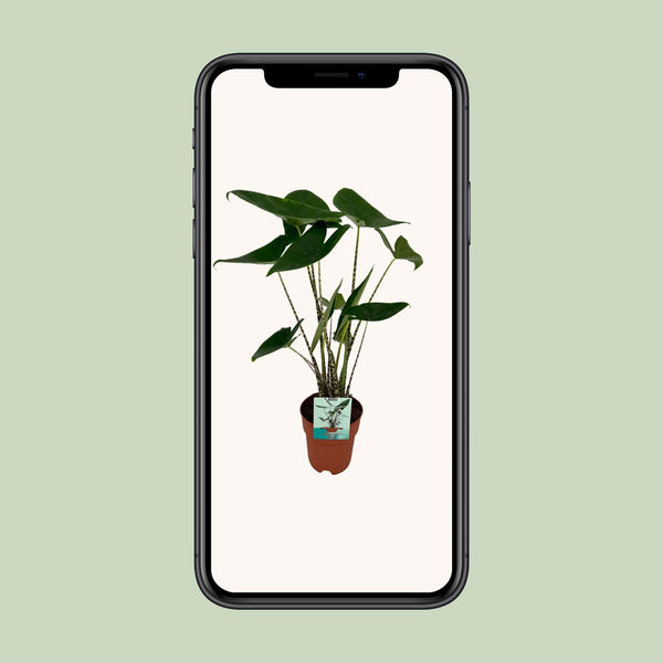 Elefantenohr – Alocasia zebrina – Ansicht 4