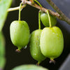 Kiwibeere ‚Issai' – Actinidia arguta – Ansicht 4