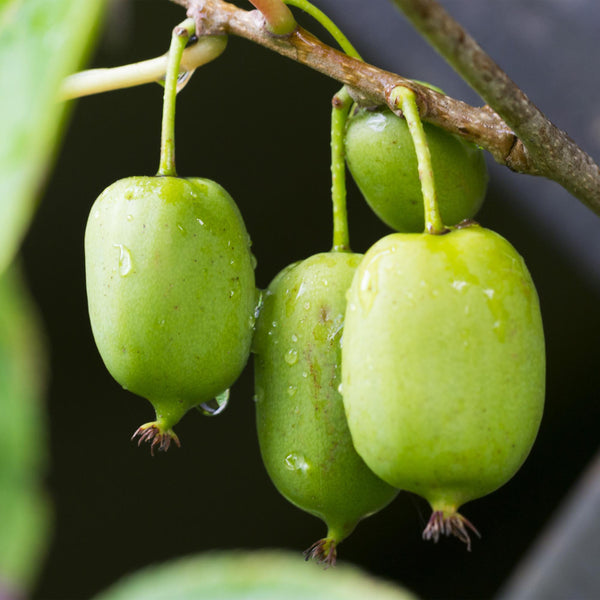 Kiwibeere ‚Issai' – Actinidia arguta – Ansicht 4
