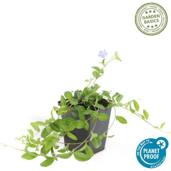 Kleines Immergrün ‚La Grave' – Vinca minor – Ansicht 3