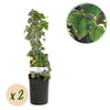 Efeu ‚Glacier' – Hedera helix