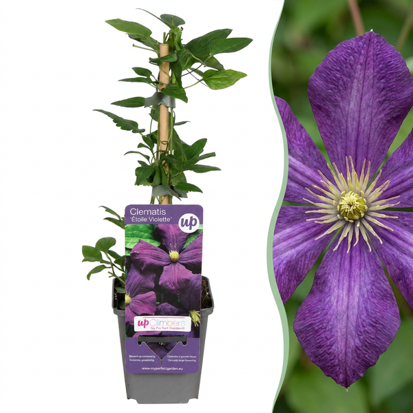 Waldrebe ‚Étoile Violette' – Clematis viticella