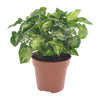 Purpurtute ‚Pixie' – Syngonium podophyllum – Ø 12 cm · 20 cm