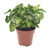 Purpurtute ‚Pixie' – Syngonium podophyllum – Ø 12 cm · 20 cm