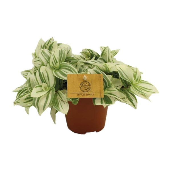 Dreimasterblume ‚Brightness' – Tradescantia