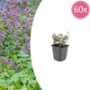 Dost ‚Herrenhausen' – Origanum laevigatum