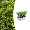 Japanische Stechpalme ‚Jenny' – Ilex crenata – Standard, 6 Stück