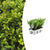 Japanische Stechpalme ‚Jenny' – Ilex crenata – Standard, 6 Stück