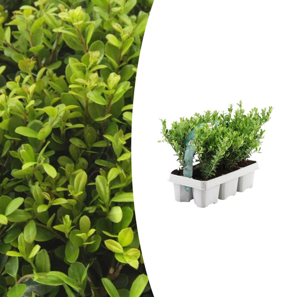 Japanische Stechpalme ‚Jenny' – Ilex crenata – Standard, 6 Stück