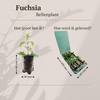 Fuchsie – Fuchsia – Ansicht 4