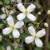 Bergwaldrebe ‚Wilsonii' – Clematis montana – Ansicht 3