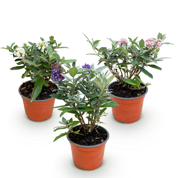 Schmetterlingsstrauch ‚Butterfly Candy Little Tricolour' – Buddleja davidii – Ansicht 2