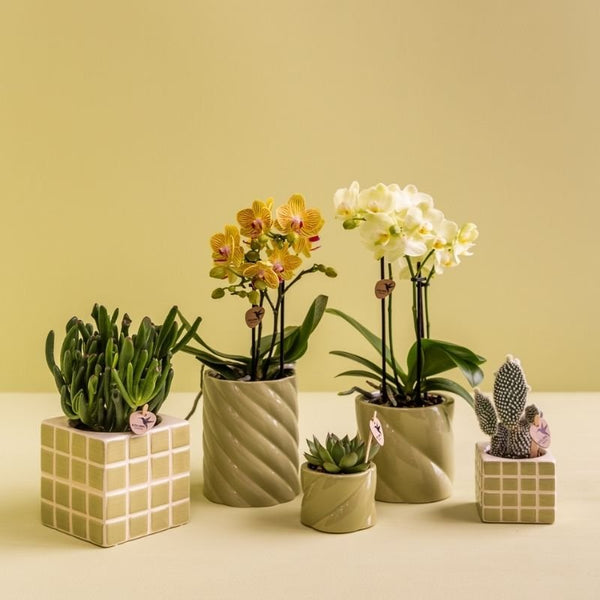 Echeveria ‚Miranda' – Ansicht 11