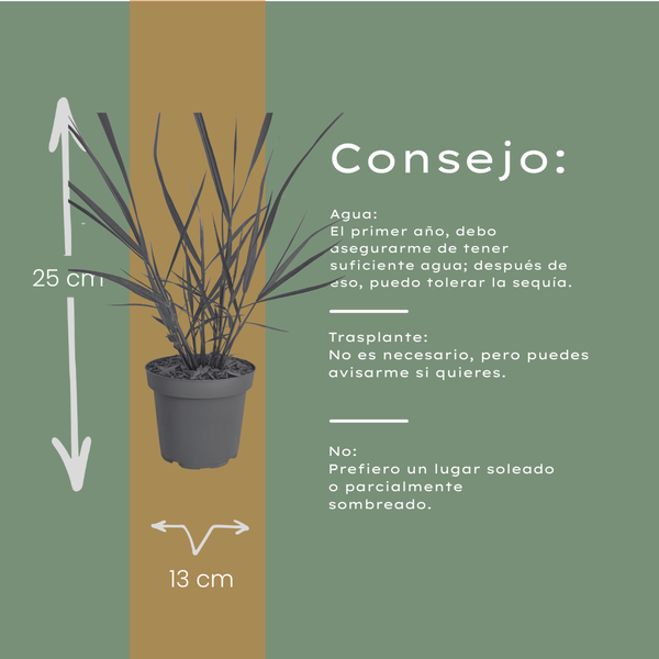 Rutenhirse ‚Rotstrahlbusch' – Panicum virgatum – Ansicht 6