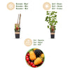 Beerenobst-Set „Tricolour" – Rote Johannisbeere, Schwarze Himbeere, Gelbe Himbeere – Ansicht 4