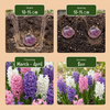 Hyazinthe ‚Pastel Mix' – Hyacinthus orientalis – Ansicht 4