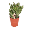 Geldbaum ‚Hobbit' – Crassula ovata