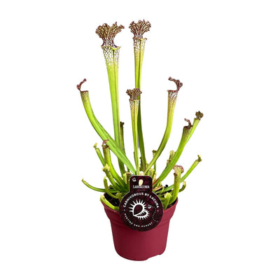 Schlauchpflanze – Sarracenia × farnhamii