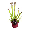 Schlauchpflanze – Sarracenia × farnhamii – 1 Stück