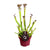 Schlauchpflanze – Sarracenia × farnhamii – 1 Stück