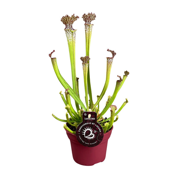 Schlauchpflanze – Sarracenia × farnhamii – 1 Stück