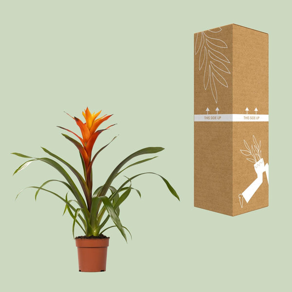 Guzmanie ‚Variada' – Guzmania – Ansicht 3