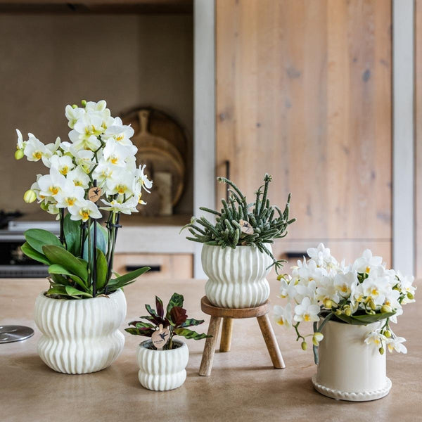 Schmetterlingsorchidee ‚Nazaré' – Phalaenopsis – Ansicht 5
