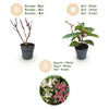 Rispenhortensie ‚Living Infinity' – Hydrangea paniculata – Ansicht 4