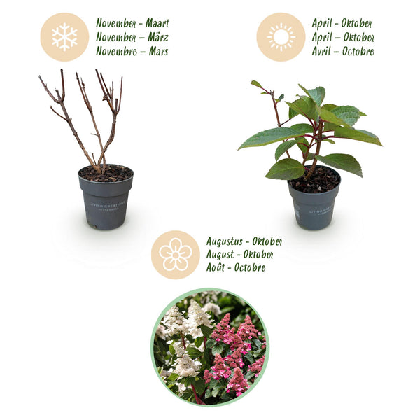 Rispenhortensie ‚Living Infinity' – Hydrangea paniculata – Ansicht 4