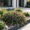 Kleines Immergrün ‚Atropurpurea' – Vinca minor – Ansicht 6
