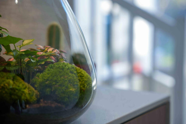 Flaschengarten-Set „Love Mom Sam“ – DIY-Terrarium mit graviertem Korken und Licht – Ansicht 4
