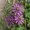 Passionsblume ‚Lavender Lady' – Passiflora – Ansicht 3