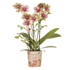 Schmetterlingsorchidee ‚Mineral Grosseto' – Phalaenopsis