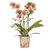 Schmetterlingsorchidee ‚Mineral Grosseto' – Phalaenopsis