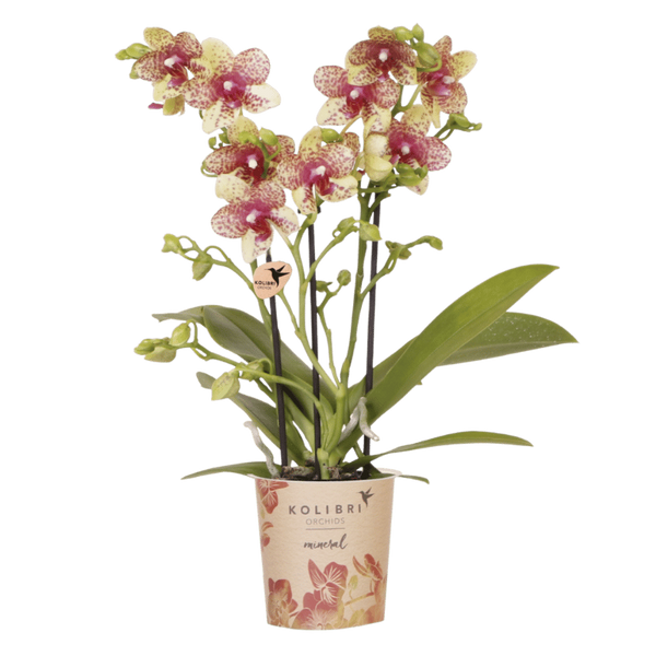 Schmetterlingsorchidee ‚Mineral Grosseto' – Phalaenopsis