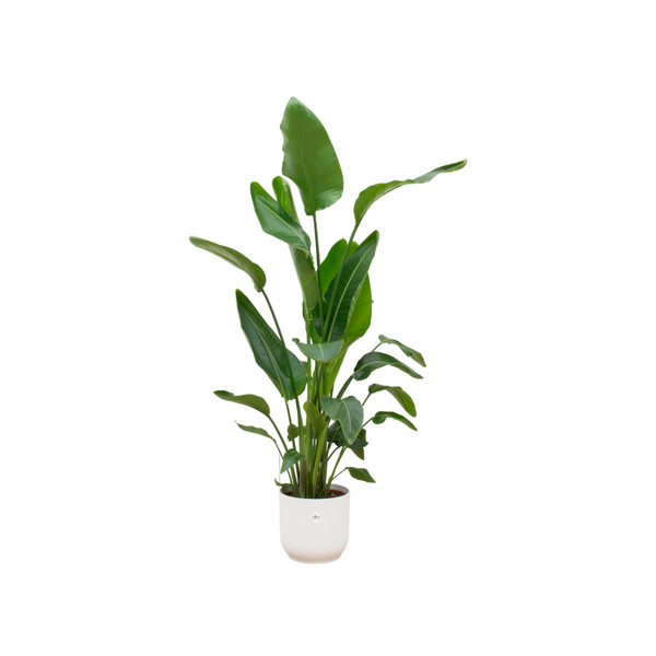 Baumstrelitzie – Strelitzia nicolai