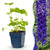 Rittersporn ‚Black Knight' – Delphinium x cultorum – 1 Stück