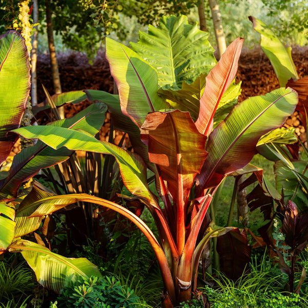 Rote Zierbanane ‚Maurelii' – Ensete ventricosum – Ansicht 5