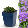 Polster-Glockenblume – Campanula portenschlagiana – Ansicht 2