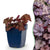 Purpurglöckchen ‚Palace Purple' – Heuchera micrantha