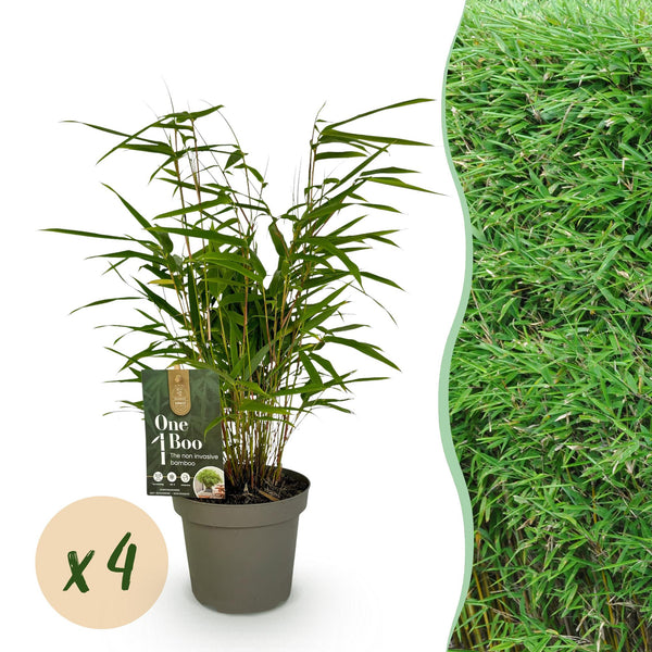 Schirmbambus – Fargesia rufa